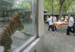 funny-zoo-photo