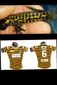 Newts first to buy Knights replica shirts