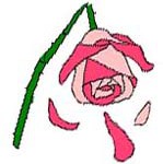 Broken rose