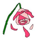 Broken rose