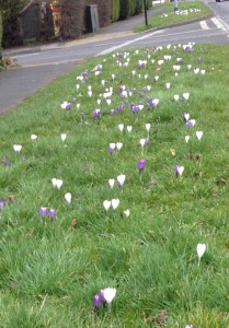 Crocus out in Foxwood