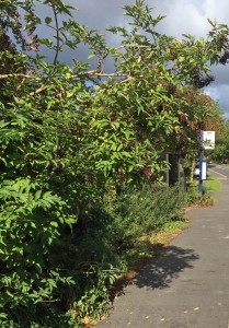 BEFORE - Hedge blocking Askham Lane