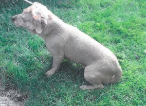 Dog recovered Nov 2015