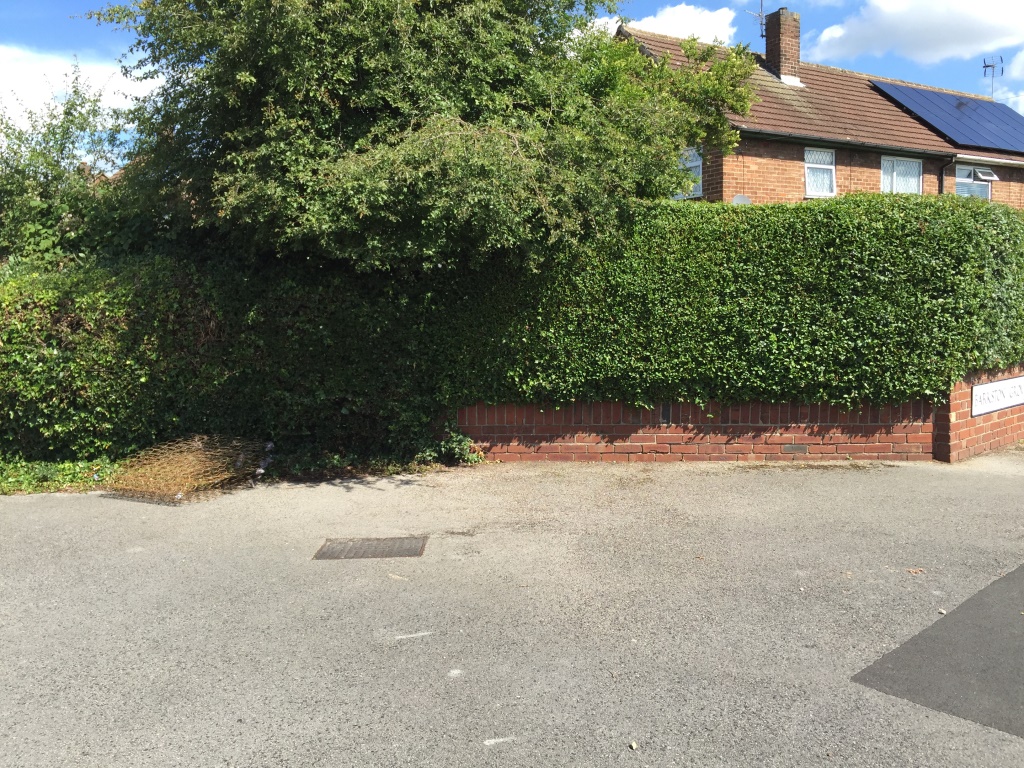 Overgrown hedge in Chapelfields