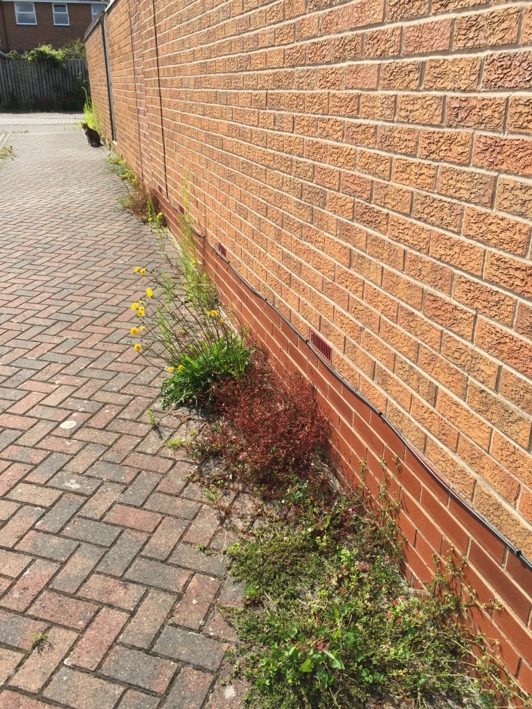Cllr Andrew Waller has reported problems with weed growth on Waterman Court