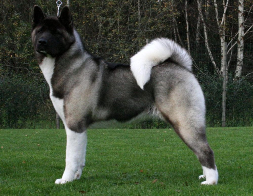 Dog control orders for 'aggressive' Akitas dog in York | Steve Galloway